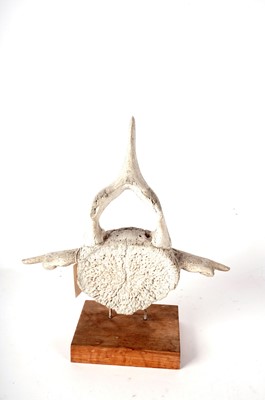 Lot 902 - An Inuit whalebone style vertebrae carving