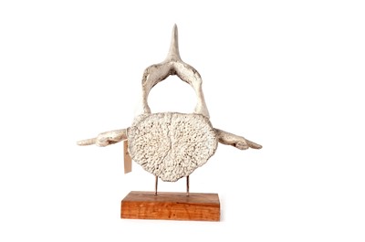 Lot 902 - An Inuit whalebone style vertebrae carving