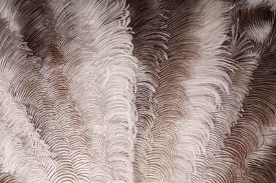 Lot 966 - A Belle Epoque ostrich feather fan retailed by Duvelleroy