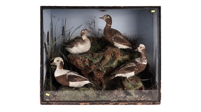 Lot 705 - A Victorian taxidermy duck display case