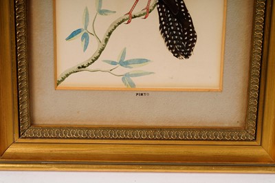 Lot 75 - 19th Century - A featherwork picture of a bird | feather and watercolour