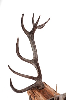 Lot 13 - A pair of stag deer antlers