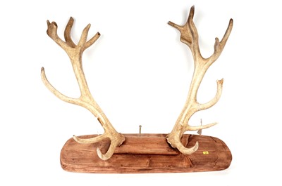Lot 254 - A pair of stag deer antlers