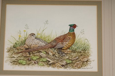 Lot 305 - Chris Sparrow - Pheasants Nestled Amongst Autumn Leaves | watercolour