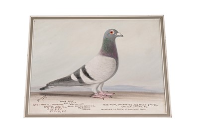 Lot 819 - An oil painting of the racing pigeon Blue Boy
