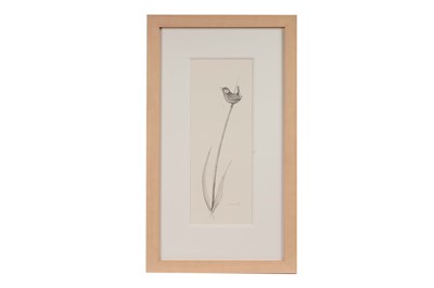 Lot 82 - Ian Greensitt - Wren on a Reed | pencil