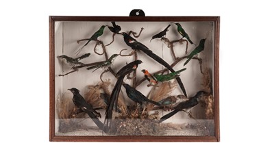 Lot 905 - A Victorian taxidermy African bird display