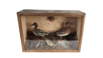 Lot 907 - A Victorian taxidermy duck display case
