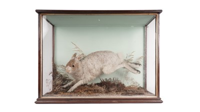 Lot 908 - A Victorian taxidermy hare