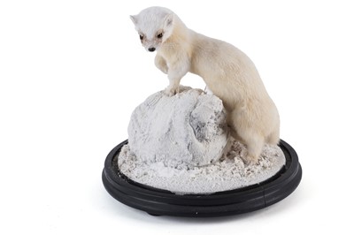 Lot 188 - A taxidermy stoat
