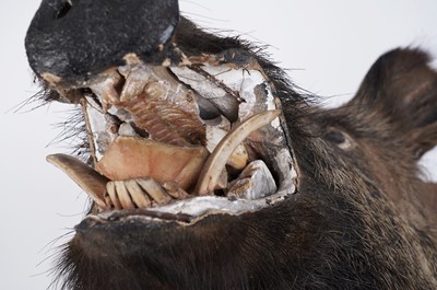 Lot 188 - A taxidermy European Wild Boar head
