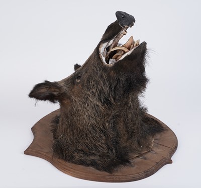 Lot 188 - A taxidermy European Wild Boar head