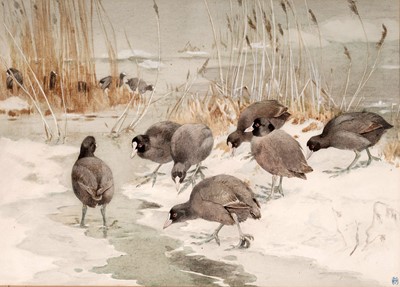 Lot 78 - Winifred Austen - Coots in Winter Reeds | watercolour