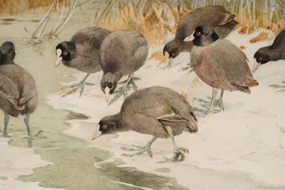 Lot 78 - Winifred Austen - Coots in Winter Reeds | watercolour