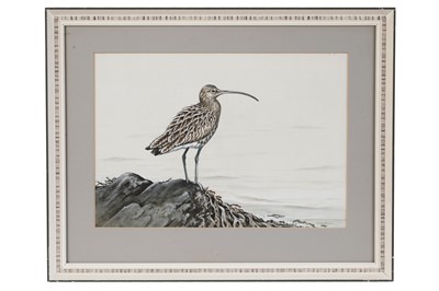 Lot 81 - Hilary Burn - Curlew | gouache