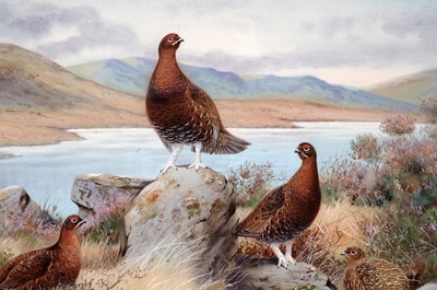 Lot 55 - Richard Robjent - Highland Grouse | watercolour