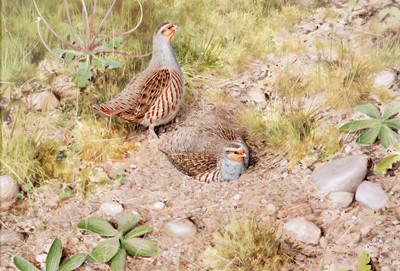 Lot 170 - Rodger McPhail - Partridge - oil on paper