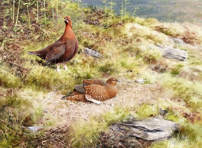 Lot 171 - Rodger McPhail - Grouse | oil on paper