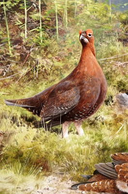 Lot 171 - Rodger McPhail - Grouse | oil on paper