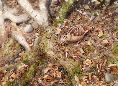 Lot 172 - Rodger McPhail - Woodcock | oil on paper
