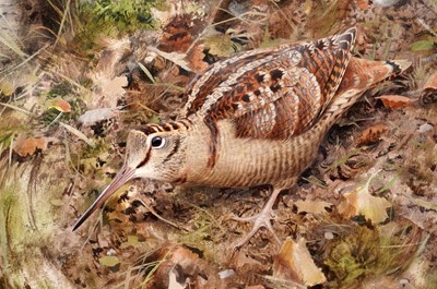 Lot 172 - Rodger McPhail - Woodcock | oil on paper