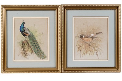 Lot 77 - Andrew Alexander - Peacock and Stonechat | gouache and watercolour