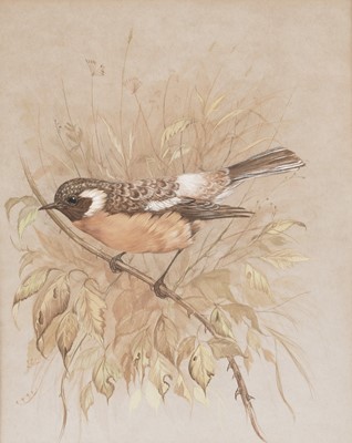 Lot 77 - Andrew Alexander - Peacock and Stonechat | gouache and watercolour