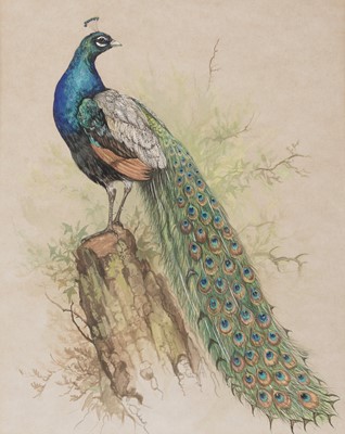 Lot 77 - Andrew Alexander - Peacock and Stonechat | gouache and watercolour