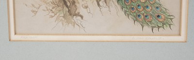 Lot 77 - Andrew Alexander - Peacock and Stonechat | gouache and watercolour