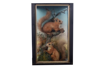 Lot 197 - Taxidermy: a case of Edwardian stuffed red squirrels