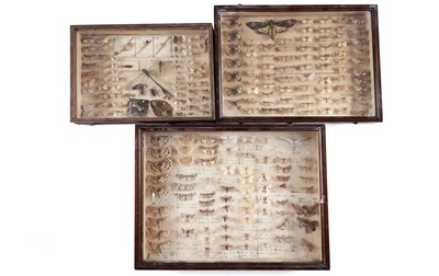 Lot 611 - An early 20th Century lepidopterists collection of butterflies, moths and other insects