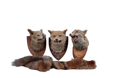 Lot 747 - Three taxidermy fox heads