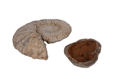 Lot 705 - Two fossils, comprising an Ammonite; and a Trilobite