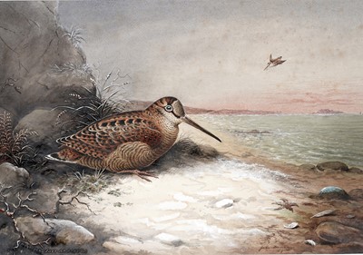 Lot 983 - John Duncan - Woodcock (Just Arrived) | watercolour