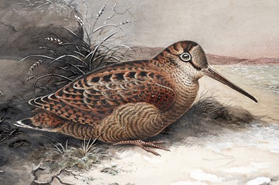 Lot 983 - John Duncan - Woodcock (Just Arrived) | watercolour