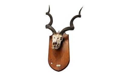 Lot 1932 - A mounted kudu antelope skull and horns