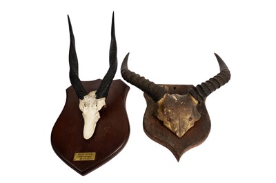 Lot 1933 - Bush buck and tsessebe game trophies