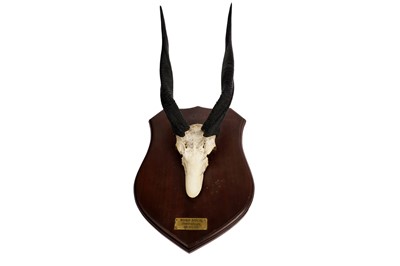 Lot 1933 - Bush buck and tsessebe game trophies