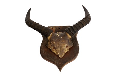 Lot 1933 - Bush buck and tsessebe game trophies