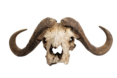 Lot 1934 - A water buffalo skull and horns