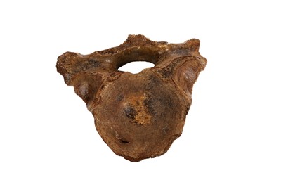 Lot 1935 - A section of woolly mammoth vertebrae