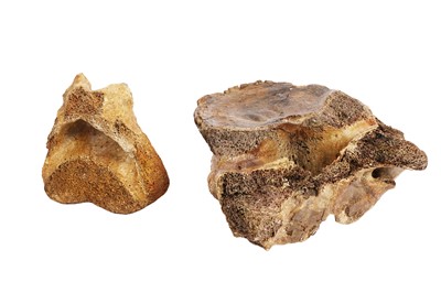 Lot 1936 - Two pieces of woolly mammoth vertebrae