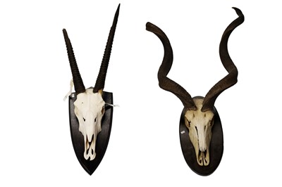 Lot 1937 - Kudu and antelope skulls and horns