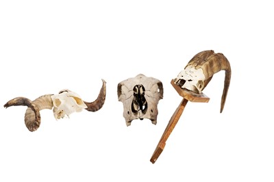 Lot 1946A - Wild Goat, Ram and Cow skulls