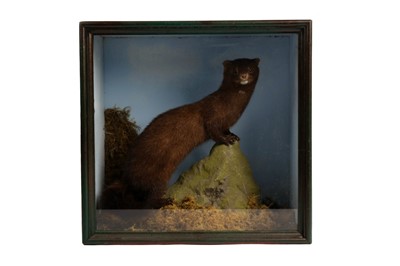 Lot 1945 - A taxidermy model of a mink