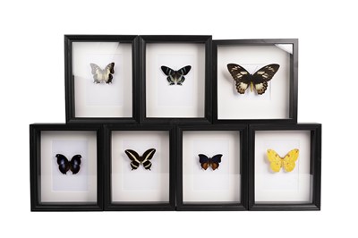 Lot 1953 - Seven framed butterflies and moths