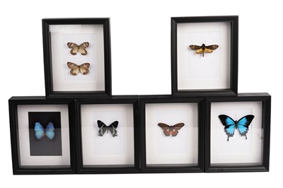 Lot 1954 - Six framed butterflies and moths