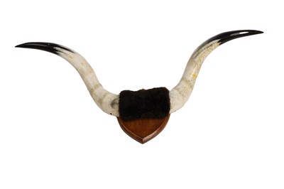 Lot 1926A - A pair of cattle horns