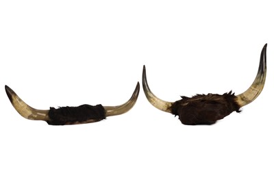 Lot 1926 - Two pairs of cattle horns