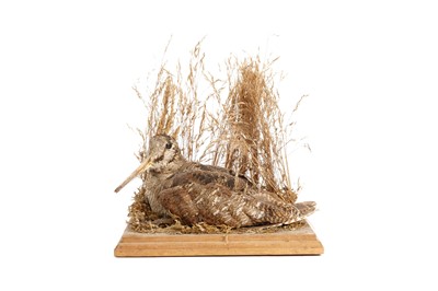 Lot 1927 - A taxidermy woodcock